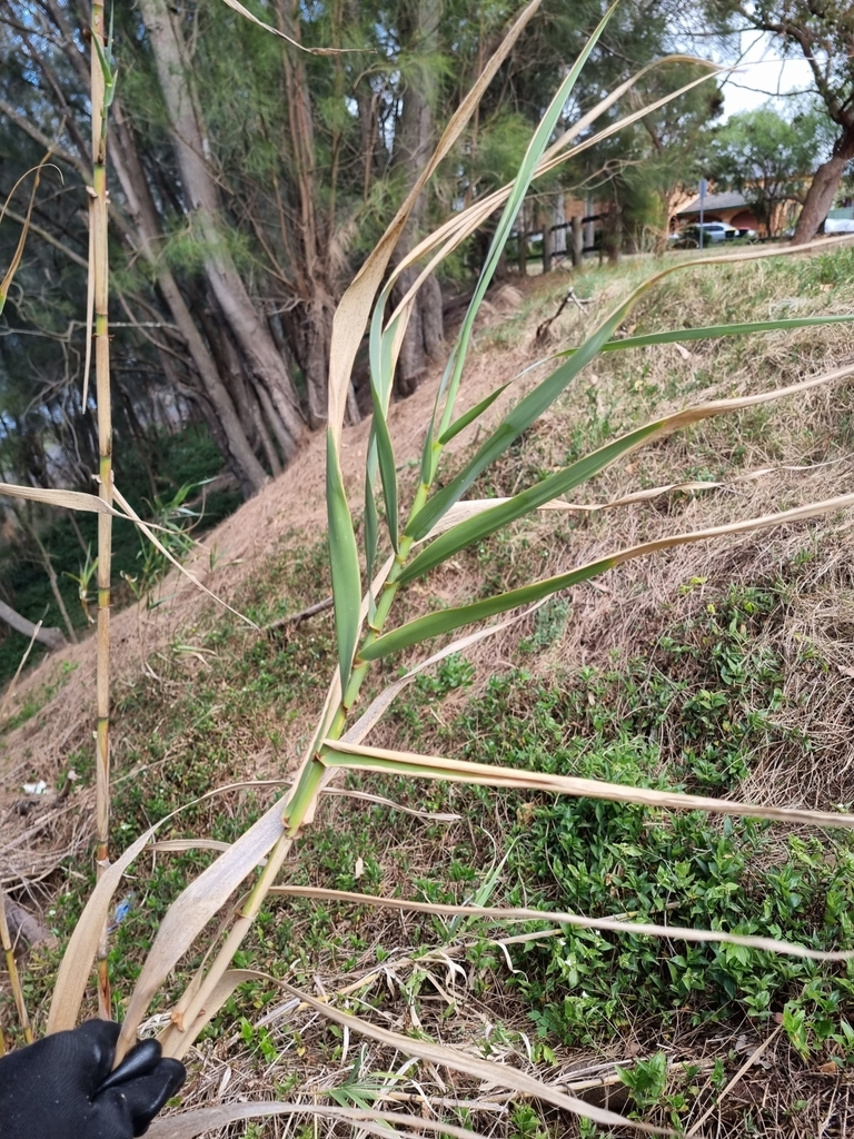 Giant Reed Stock Fodder giant reed from Lansvale NSW 2166, Australia on October 17, 2023 at 08: ...