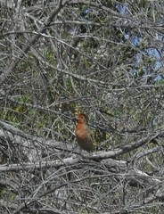 Haemorhous mexicanus