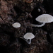 Mycena clavularis - Photo (c) Matthew Koons, some rights reserved (CC BY-ND), uploaded by Matthew Koons
