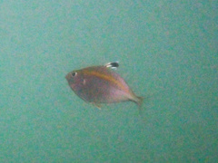 Goldstripe Ponyfish photo 4