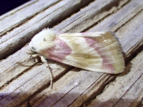 Schinia regia