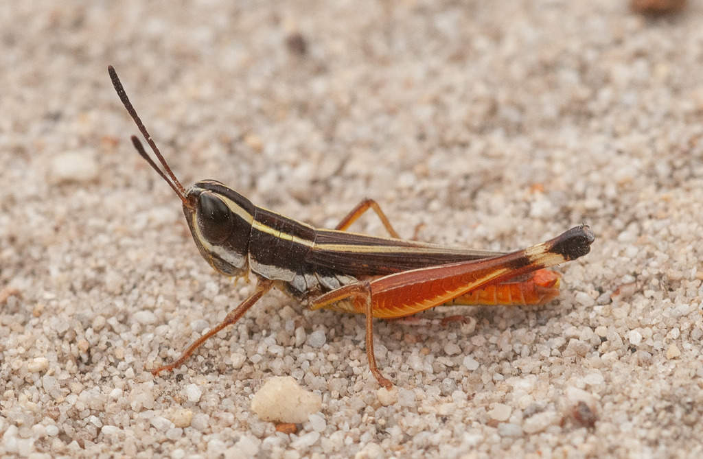Handsome Macrotona