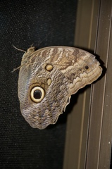 Caligo illioneus