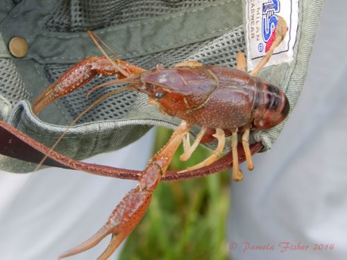 White River Crayfish, photo 3 of 10