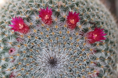 Mammillaria haageana conspicua