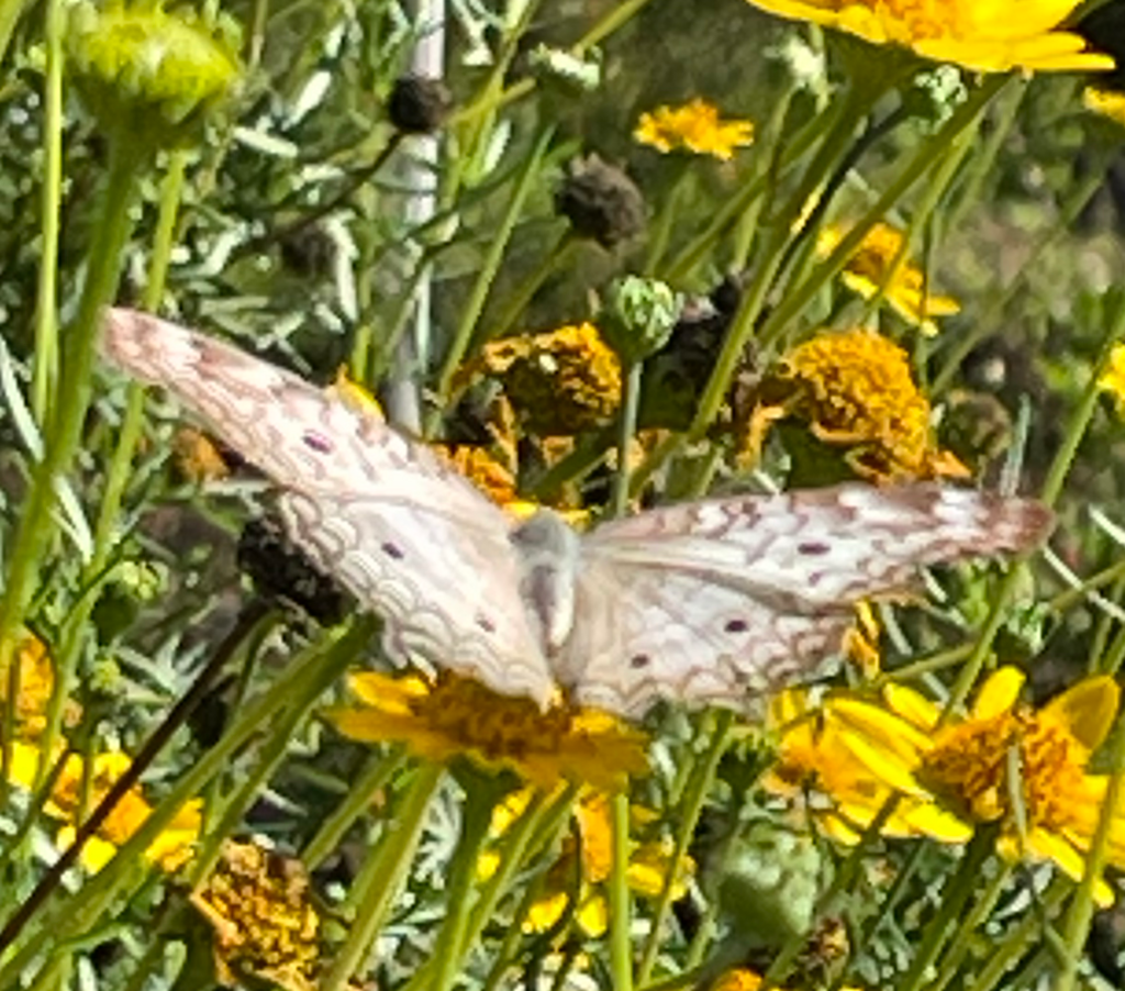 White Peacock from 3333 Butterfly Park, Mission, TX 78572, USA on