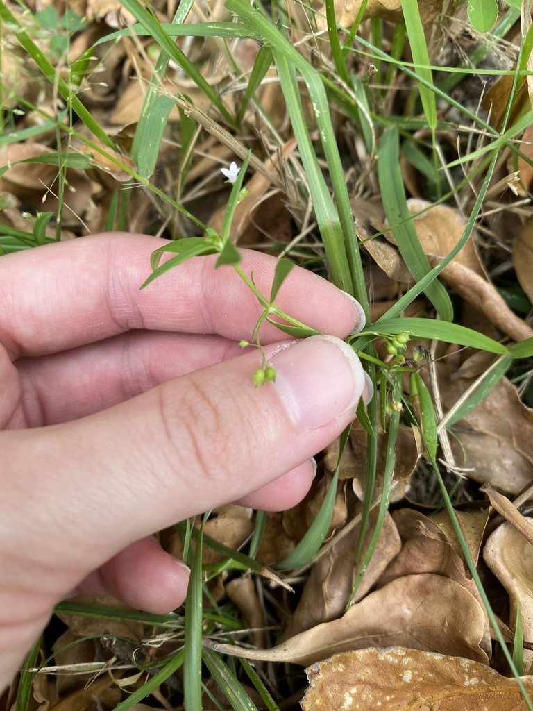 Old World Diamond Flower from 國立北港高級中學, 北港鎮, YUN, TW on October 16