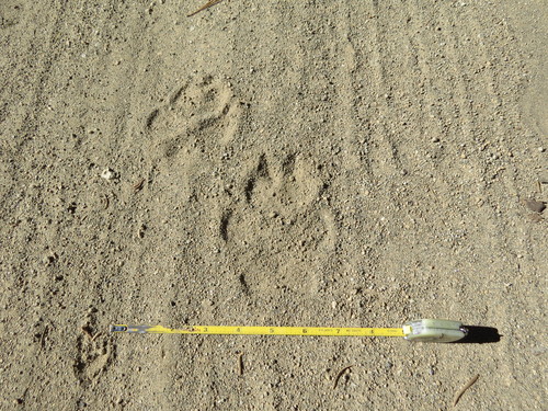 Gray Wolf photographed in California