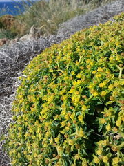 Euphorbia acanthothamnos