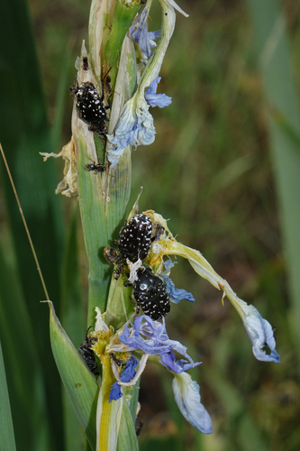 Iris pseudonotha, photograph 4