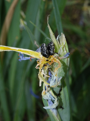Iris pseudonotha, photograph (c) Oleg Kosterin, some rights reserved (CC BY)