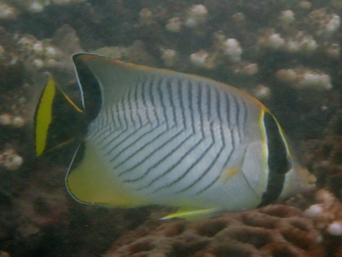 Acropora butterfly (Chaetodon trifascialis) — Chaetodontidae — 5