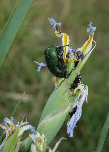 Iris pseudonotha, photograph 6