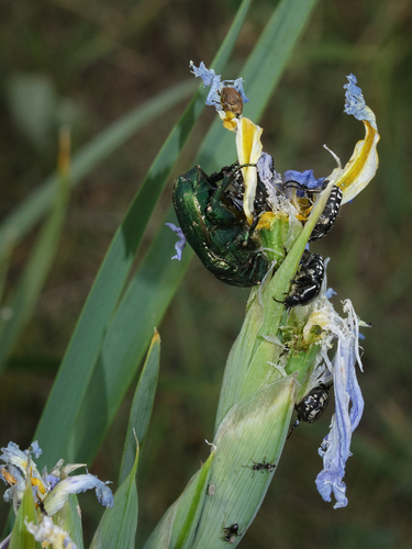 Iris pseudonotha, photograph 3