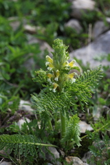 Pedicularis condensata