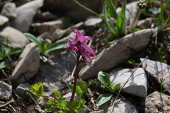 Corydalis conorhiza