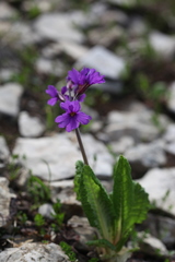 Primula amoena