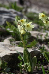 Primula ruprechtii