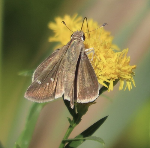 Eufala Skipper photo 3