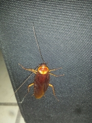 Periplaneta americana