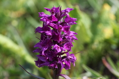 Dactylorhiza euxina