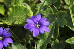 Gentiana dshimilensis