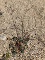 Eriogonum thomasii
