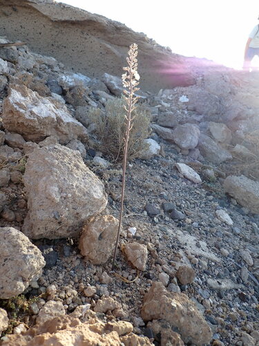 Drimia hesperia