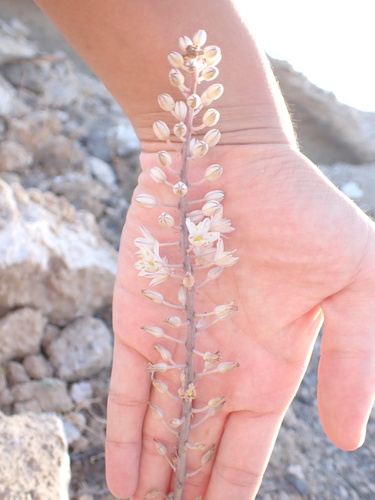Drimia hesperia