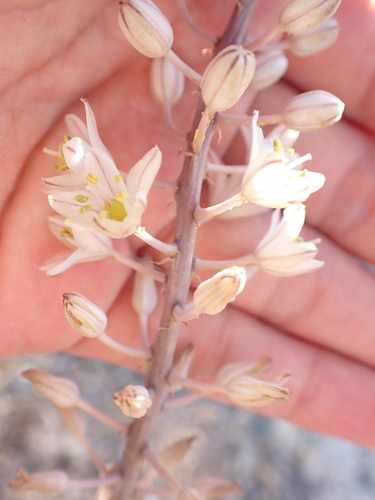 Drimia hesperia