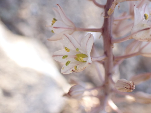 Drimia hesperia