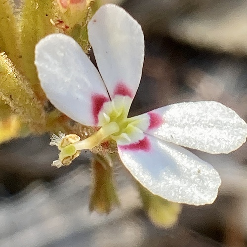 Trigger-on-stilts (Stylidium adpressum)