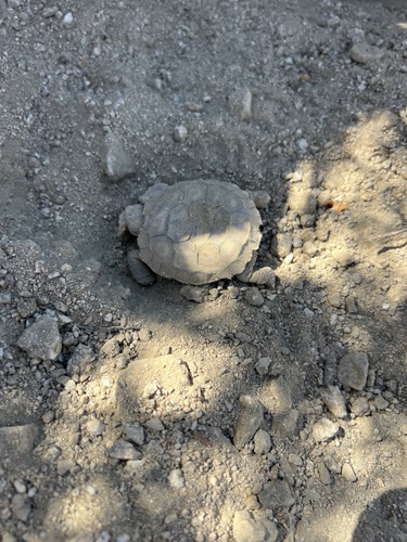 iNaturalist observation photo of Mojave Desert Tortoise
