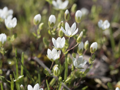 Sabulina californica