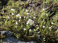 Sabulina californica