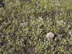 Sabulina californica