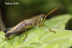 Dichromatos lilloanus