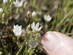 Sabulina californica