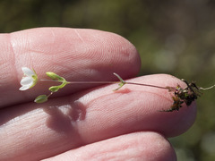 Sabulina californica