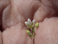 Sabulina californica