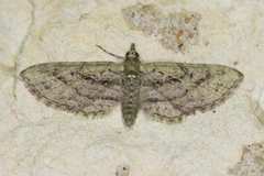 Eupithecia longidens