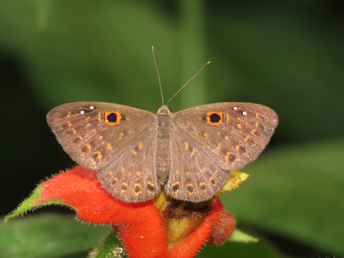 Eurybia dardus