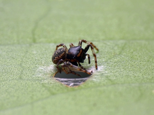 Porropis
