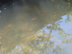 Xiphophorus variatus