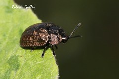 Chlamydocassis metallica