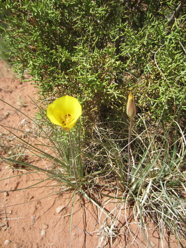 Image of Calochortus aureus by (c) LeeAnn Latremouille, some rights reserved (CC BY)