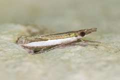 Crambus quinquareatus