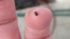 Diomus notescens
