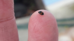Diomus notescens