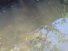 Xiphophorus variatus